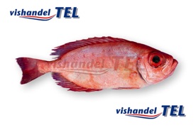Big eye snapper.jpg Big eye snapper.jpg